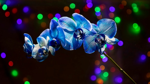 Fleur d'orchidée bleue sur fond sombre avec des lumières colorées