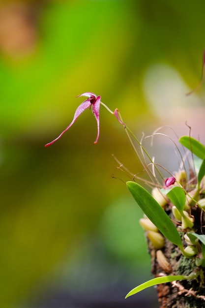 Fleur d'orchidée bulbophyllum rouge