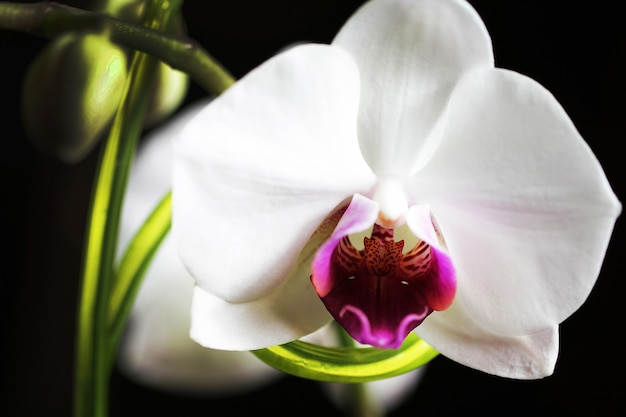 Fleur d'orchidée de couleur blanche en gros plan photo.