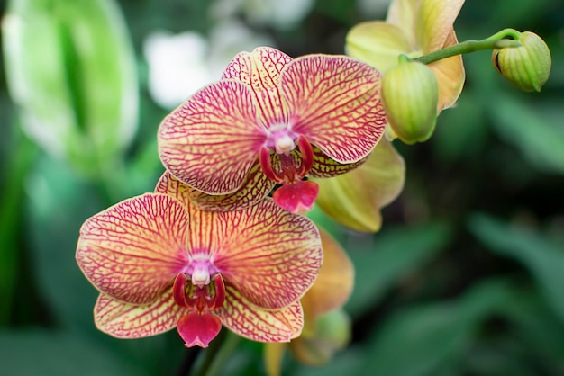 Fleur d'orchidée dans le jardin. Fond de fleurs. Copiez l'espace.