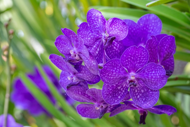 Fleur d'orchidée dans le jardin en hiver ou au printemps. Orchidacées Vanda