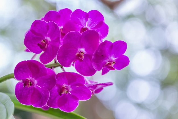 Fleur d&#39;orchidée dans le jardin en hiver ou au printemps.