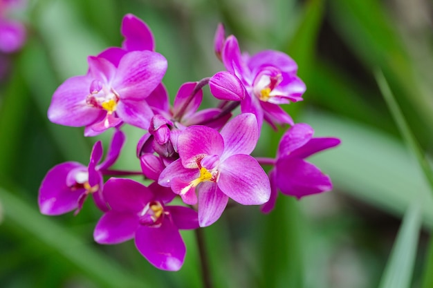 Fleur d'orchidée dans le jardin en hiver ou au printemps