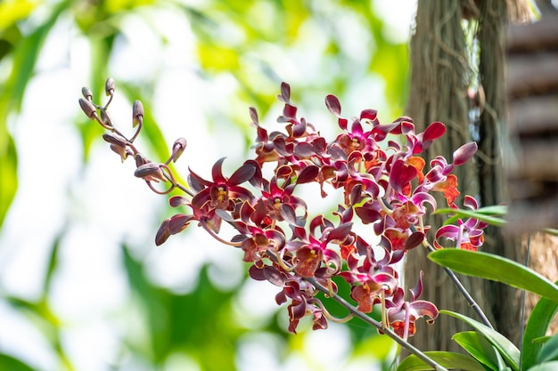 Fleur d'orchidée dans le jardin d'orchidées en hiver ou au printemps Fleur d'orchidée pour la beauté de la carte postale et la conception de l'agriculture Belle fleur d'orchidée dans le jardin sur la nature verdoyante arrière-plan flou