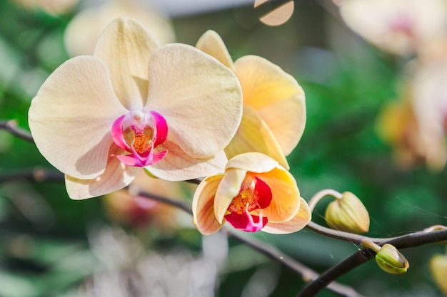 Fleur d&#39;orchidée dans le jardin d&#39;orchidées à l&#39;hiver ou au printemps. Orchidée Phalaenopsis ou Orchidée Mite