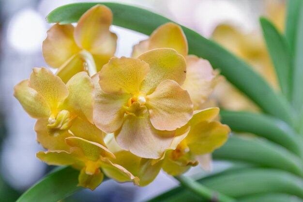 Fleur d&#39;orchidée dans le jardin d&#39;orchidées en hiver ou au printemps. Orchidée vanda.