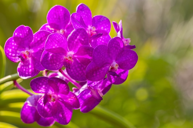 Fleur d'orchidée dans le jardin d'orchidées en hiver ou au printemps pour la conception de la beauté et de l'agriculture. Vanda Orchidacées.