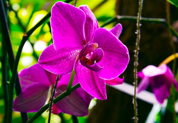 Fleur d'orchidée dans le jardin tropical de Tenerife, îles Canaries, Espagne. Floraison Phalaenopsis.Orchids.