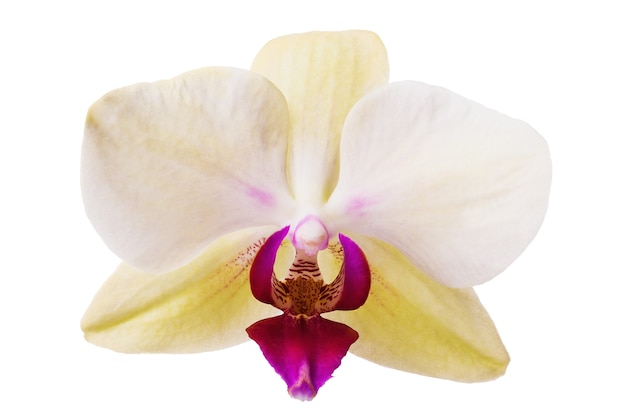 Une fleur d'orchidée de différentes nuances isolé sur fond blanc