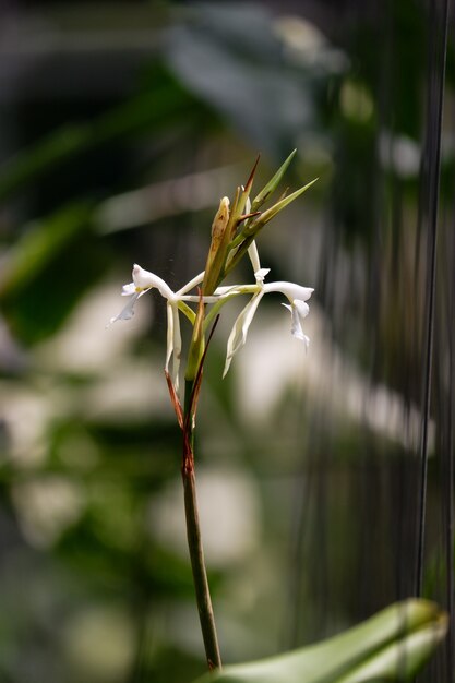 Fleur d'orchidée épipennum blanche