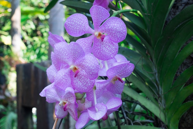 Fleur d&#39;orchidée fleurissent dans le jardin