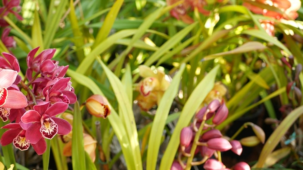 Fleur d'orchidée, floraison florale. Jardin botanique de forêt tropicale de jungle tropicale exotique, paradis