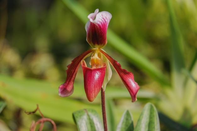 fleur d'orchidée floraison de paphiopedilum