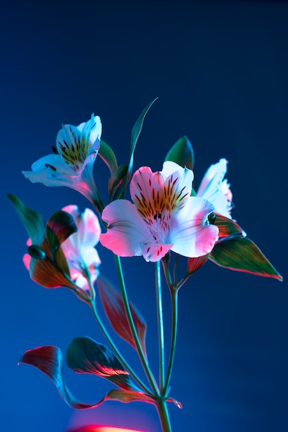 Photo fleur d'orchidée sur fond bleu