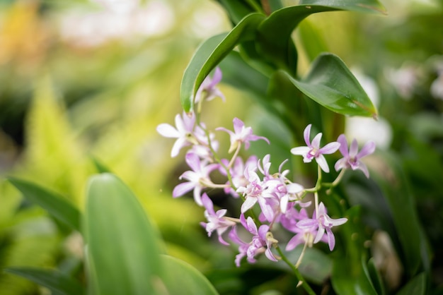 Photo fleur d'orchidée avec fond naturel