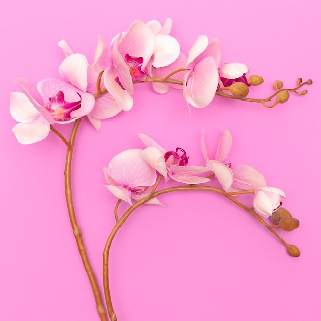 Photo fleur d'orchidée sur fond rose