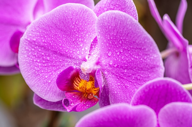 Fleur d'orchidée avec gros plan de gouttes