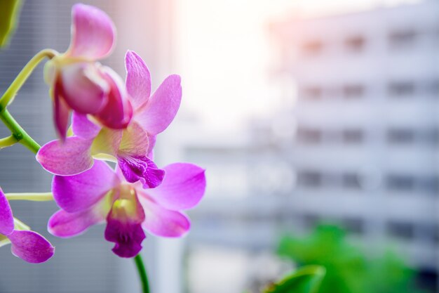 Fleur d&#39;orchidée à l&#39;hôtel.