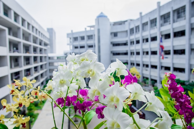 Fleur d&#39;orchidée à l&#39;hôtel.