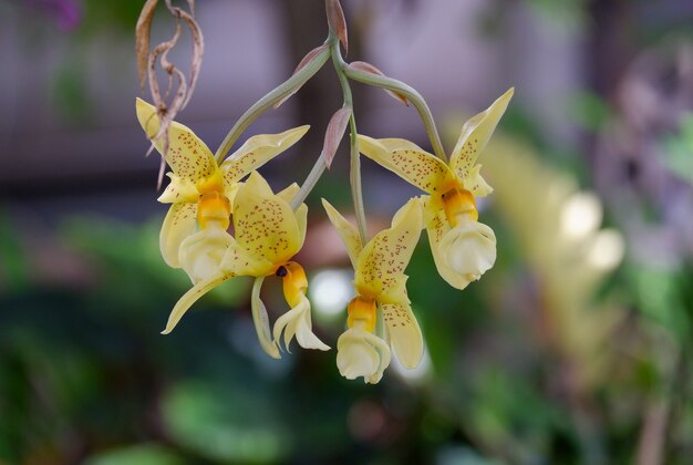 Fleur d'orchidée jaune
