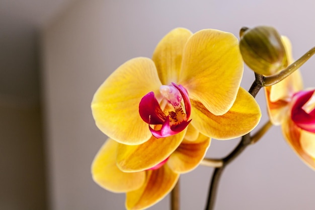 Fleur d&#39;orchidée jaune