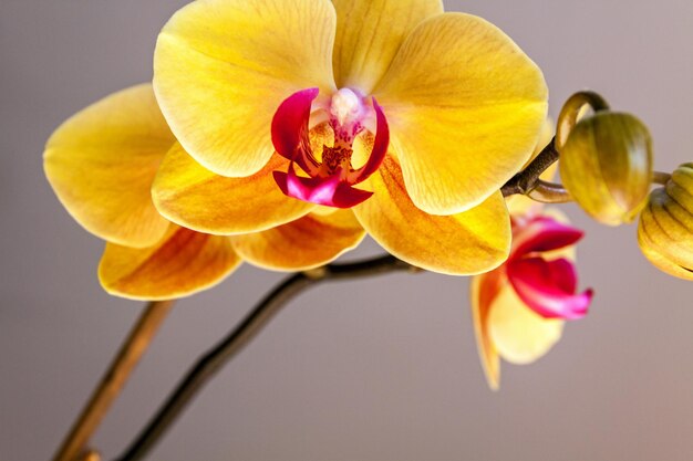 Fleur d&#39;orchidée jaune