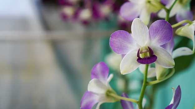 fleur d'orchidée lune violette