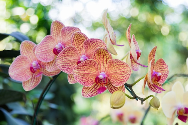 fleur d&#39;orchidée orange dans le jardin