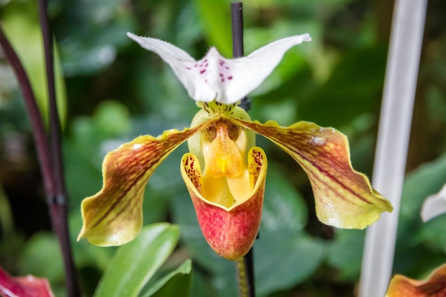 Fleur d'orchidée Paphiopedilum américaine hybride