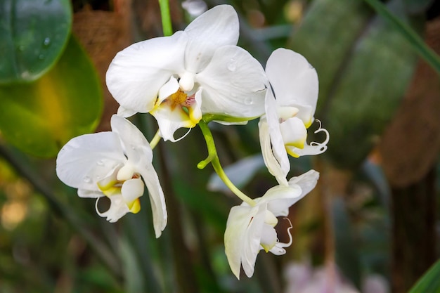 Fleur d'orchidée Phalaenopsis Amabilis