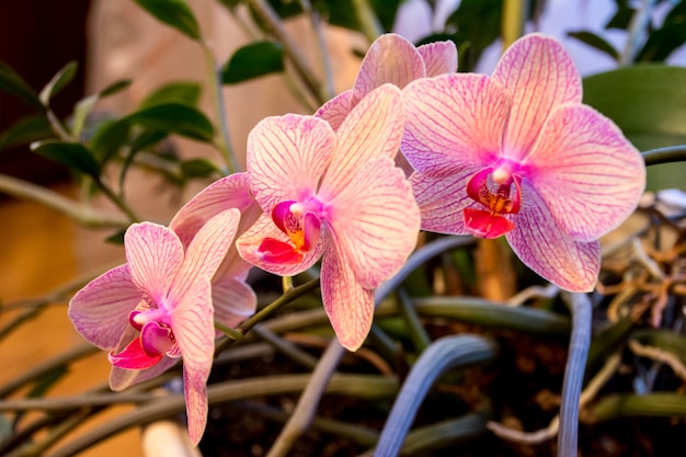 Fleur d'orchidée Phalaenopsis, Orchidées est la reine des fleurs en Thaïlande