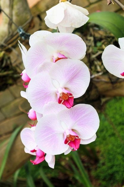 fleur d'orchidée phalaenopsis rose dans un jardin tropical