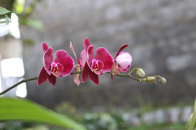 Photo fleur d'orchidée phalaenopsis rouge en fleur dans le jardin avec arrière-plan flou