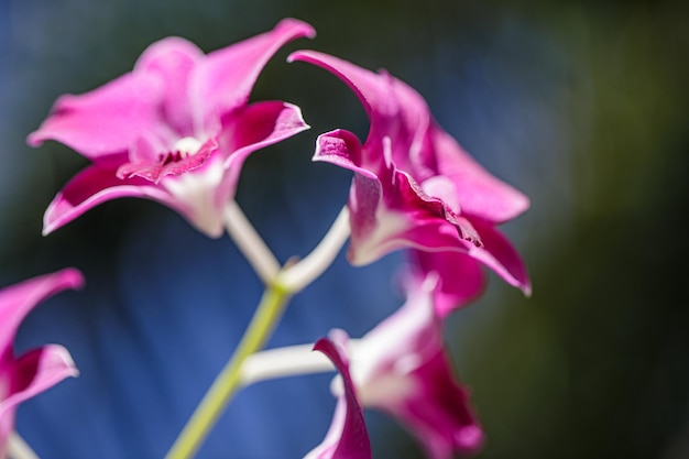 Fleur d'orchidée Phalaenopsis violet rose sur bokeh de fond de feuilles vertes. Beau tropique gros plan