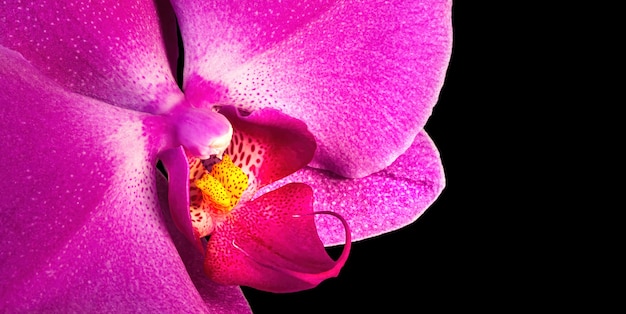 Fleur d'orchidée phalaenopsis violet rose