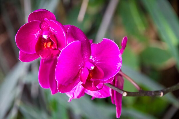 Fleur d'orchidée Phalaenopsis