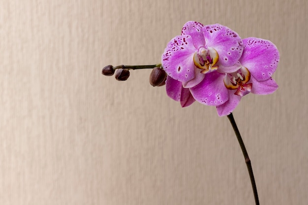 Fleur d'orchidée pourpre avec des bourgeons et un espace pour le texte