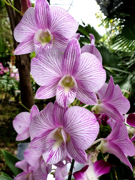 Fleur d'orchidée pourpre dans le jardin