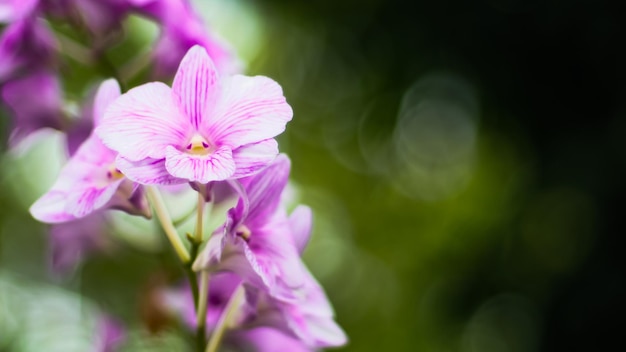 Fleur d'orchidée pourpre sur fond de bokeh flou vert. Concept naturel tropical