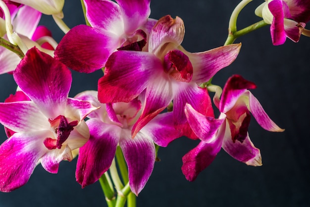 Fleur d&#39;orchidée pourpre sur fond noir, tourné en studio.