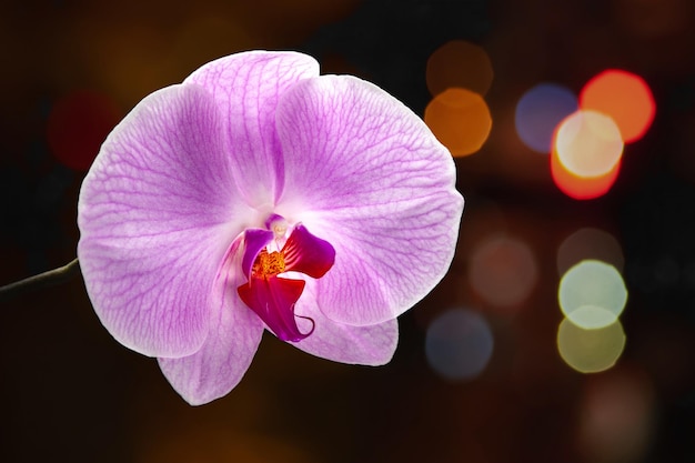 Fleur d'orchidée pourpre sur fond sombre avec des reflets bokeh Fleur d'orchidée Phalaenopsis