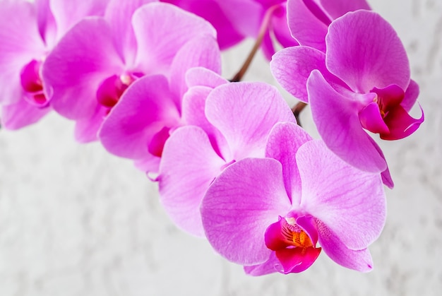 Fleur d'orchidée pourpre phalaenopsis sur fond blanc