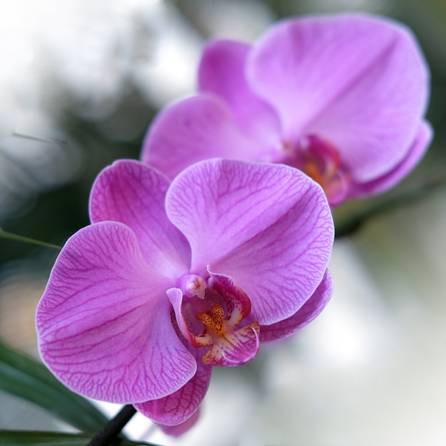 Fleur d'orchidée pourpre phalaenopsis phalaenopsis ou falah Purple phalaenopsis fleurs sur la droite connue sous le nom d'orchidées papillon