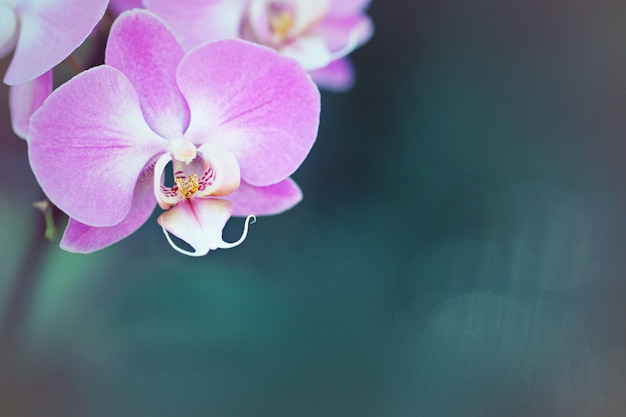 Fleur d&#39;orchidée pourpre se bouchent, fond botanique