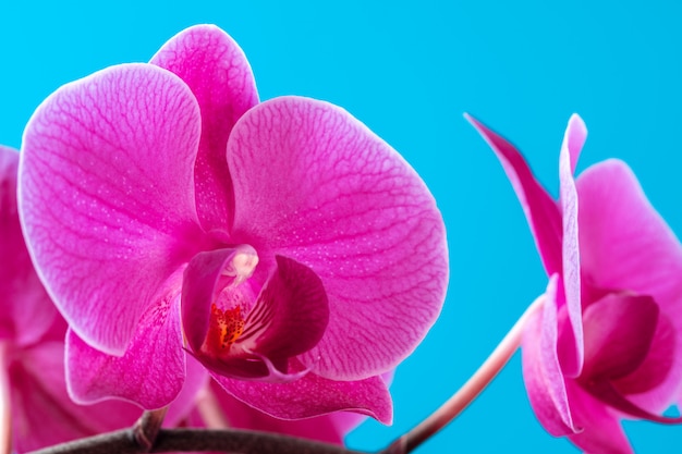 Fleur d'orchidée pourpre se bouchent sur la surface bleue