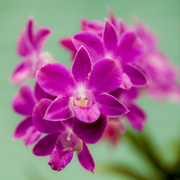 Fleur d'orchidée pourpre se bouchent