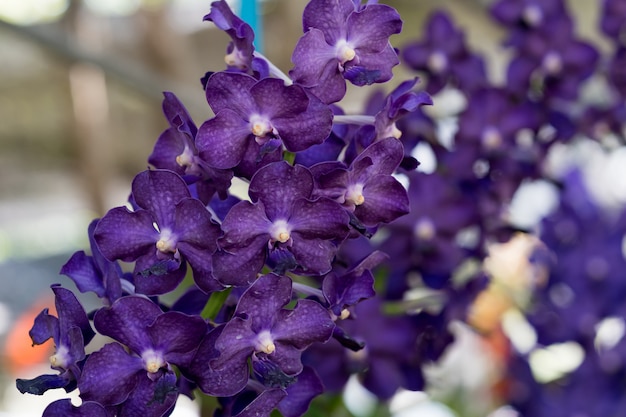 Fleur d'orchidée pourpre se bouchent