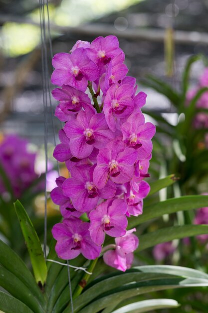 Fleur d'orchidée pourpre se bouchent