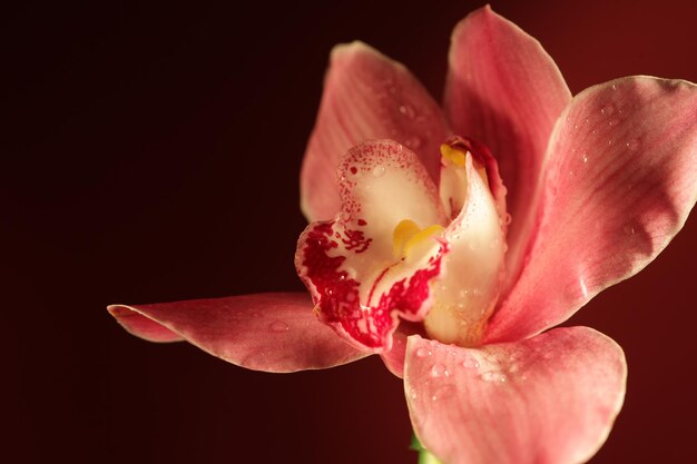 Fleur d&#39;orchidée pourpre