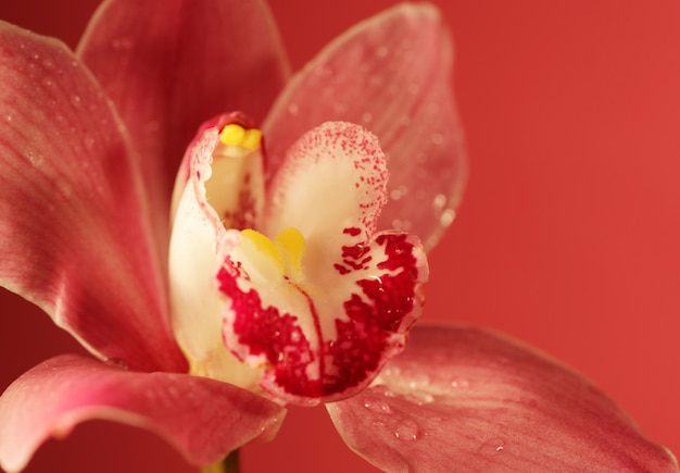 Fleur d&#39;orchidée pourpre